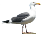 Gull image